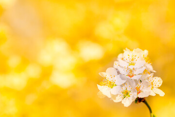 Fototapeta na wymiar White flowers bloom in the trees. Spring landscape with blooming sakura tree. Beautiful blooming garden on a sunny day. Copy space for text.