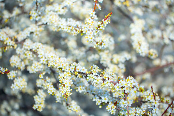 White flowers bloom in the trees. Spring landscape with blooming sakura tree. Beautiful blooming garden on a sunny day. Copy space for text.