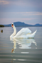 Fototapeta premium Mute swan looking at the camera on the lake Balaton of Hungary