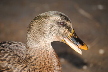 Duck with it's mouth open at Agua Caliente Park