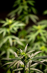 Planta de cannabis en etapa de prefloración