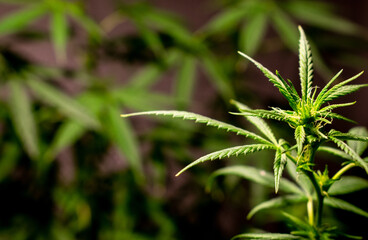 Planta de cannabis en etapa de prefloración