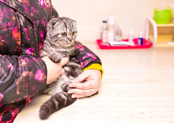 A veterinarian checks the cat's scraper at a veterinary clinic. Veterinary specialist examines a...
