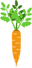Carrot with green tops