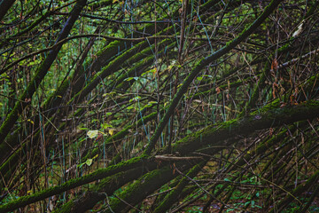 Mysterious dark forest with mossy trees. Dense thickets, gloomy, mysterious green forest with wind-bent trees and moss