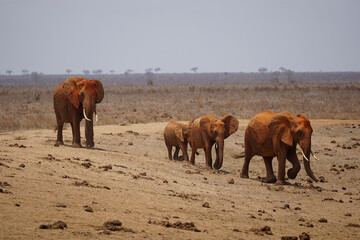 Rodzinka słoni w Afryce  © Dawid