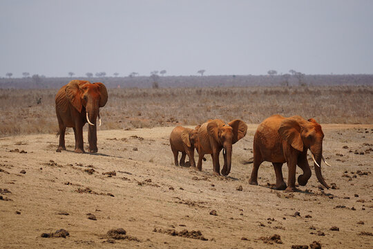 Fototapeta Rodzinka słoni w Afryce 