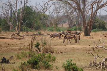 Zebry w Afryce © Dawid