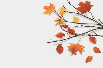 Autumn abstract composition with maple and aspen leaves, a banner or a screensaver, the concept of...