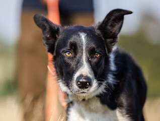 Border collie dog looking out in the distance, owner behind