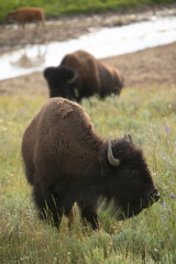 Fototapeta premium Bison in Meadow