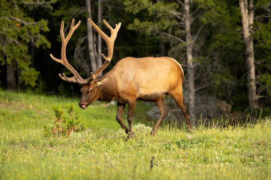 Elk in Meadow