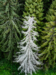 A dead silvery tree surrounded by a living forest, a beautiful sight of balance in nature