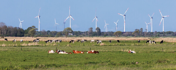 Schwarzbunte und rotbunte Holstein-Rinder auf einer Weide bei Meggerdorf in der Eider-Treene-Sorge...