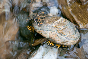 Butterflies on rock in the middle of a river