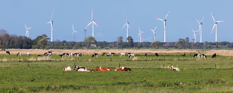 Schwarzbunte und rotbunte Holstein-Rinder auf einer Weide bei Meggerdorf in der Eider-Treene-Sorge Niederung in Schleswig-Holstein. Im Hintergrund Windräder.
