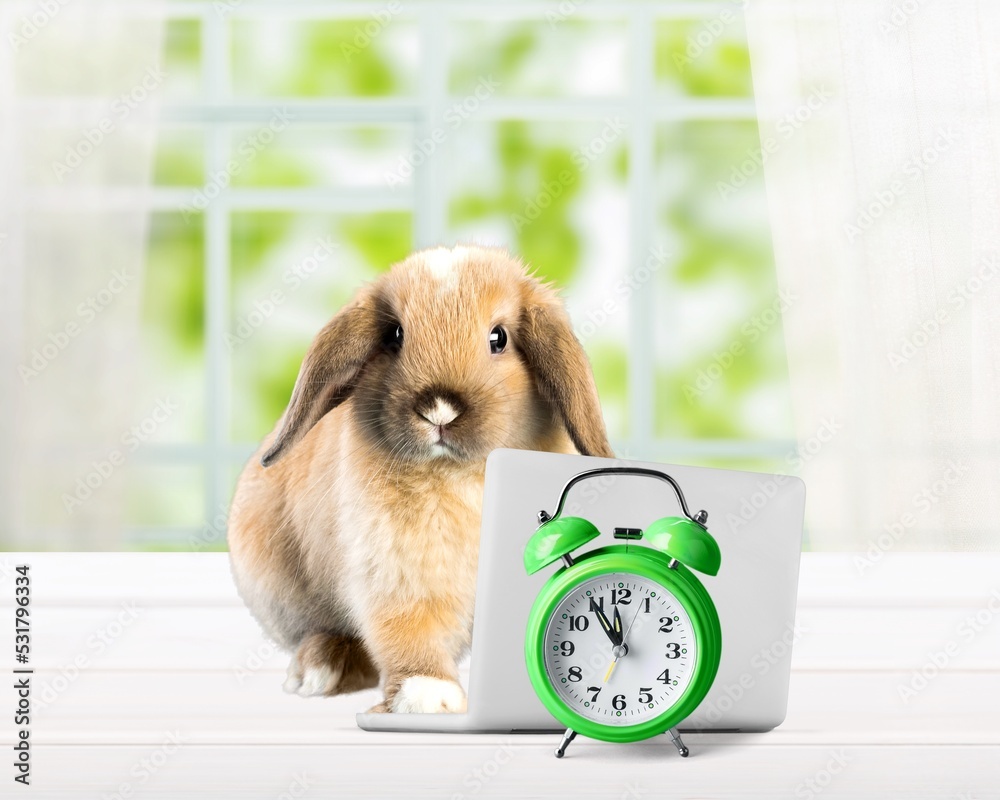 Canvas Prints Baby cute rabbit with toy laptop and alarm clock