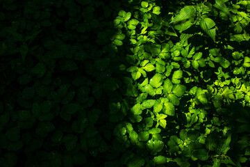 Play of light and shadows in the garden: high-contrast background wth beautiful lush green leaves