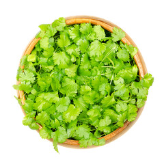 Cilantro microgreens, in a wooden bowl. Fresh and ready to eat green shoots of Coriandrum sativum,...