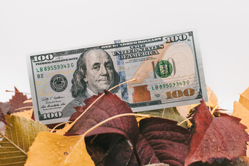 One hundred dollar bill lies in autumn leaves on a white background