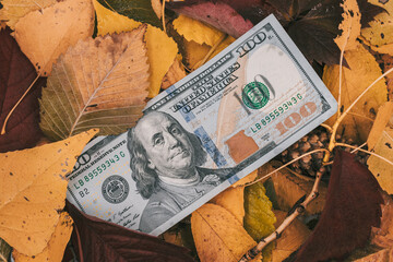 One hundred dollar bill lies on wet autumn leaves