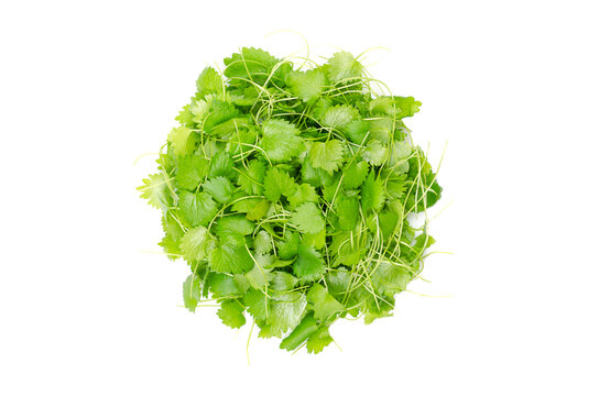 Anise microgreens, circle from above. Shoots of Pimpinella anisum, also called aniseed, a herb with a flavor reminiscent of licorice. Seedlings and young plants with bright green and spiky leaves.