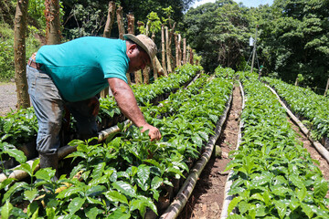 Farmer working in coffee plantation