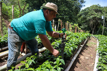 Farmer fixing water sprinkler in the coffee field