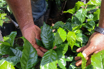 Farmer inspecting coffee crops leaves in the field