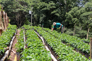 Farmer working and removing weeds from coffee crops in the field