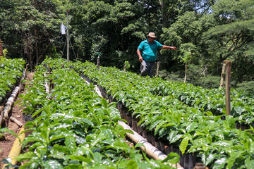 Farmer with a hat walking between coffee crops