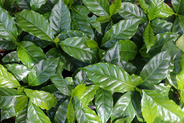 Healthy green coffee crop leaves