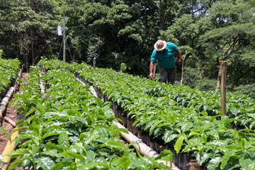 Farmer remove weeds from coffee crops