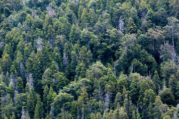 Horizontal Pine trees forest as texture