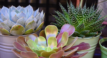 three different species of succulent plants in pots details. differences of succulent plants in shapes and colors, decorative plants, crassulaceae