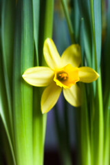 Yellow Narcissus flower