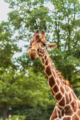 Closeup giraffe head on green tries background