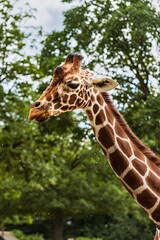 Closeup giraffe head on green tries background