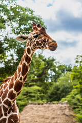 Closeup giraffe head on green tries background