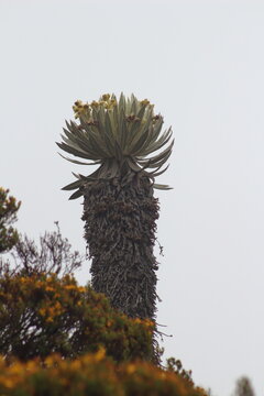 Frailejon Big Monk Plants