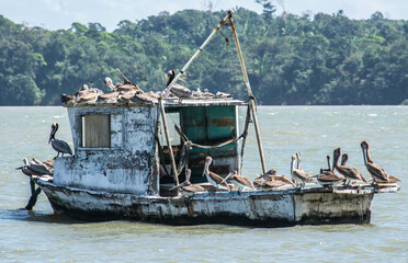 Pelicans on fishing boats in the harbor, Livingston, Guatemala