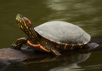 red eared slider
