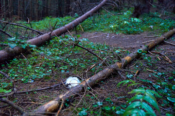Environmental pollution. Glass and plastic pollution in forest. A carelessly throw away water...