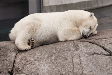 Polar bear sleeping on rock in zoo