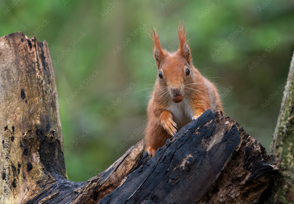 Poster A close up of a red squirrel, Sciurus vulgaris, complete with its ear tufts and with a hazelnut in its mouth.