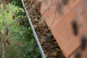 Gutter full of old autumn leaves and dirt.	