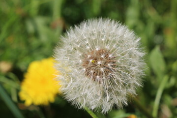 Spring concept, dandilion close-up with grass green background