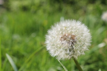 Spring concept, dandilion close-up with grass green background