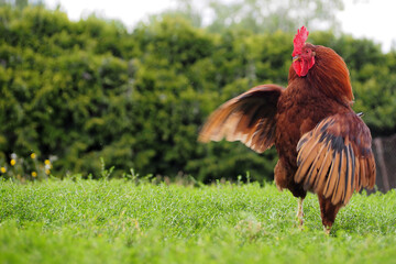 a big rooster with red feathers flaps his wings on the grass on the right. side view. farm. agrotourism
