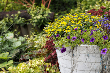 purple petunia flowers and small yellow flowers grow in a large pot in the garden on an autumn day . side view. garden